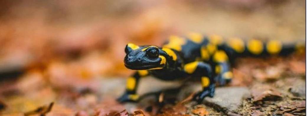 Le petit dragon de la forêt (4-7 ans)