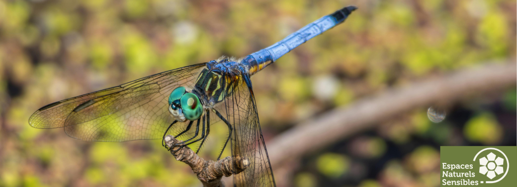 Le petit peuple des bois