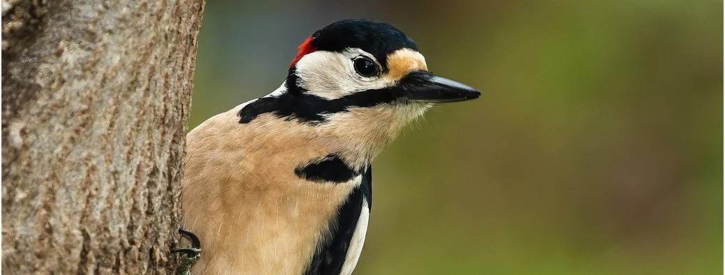 Le printemps des pics 