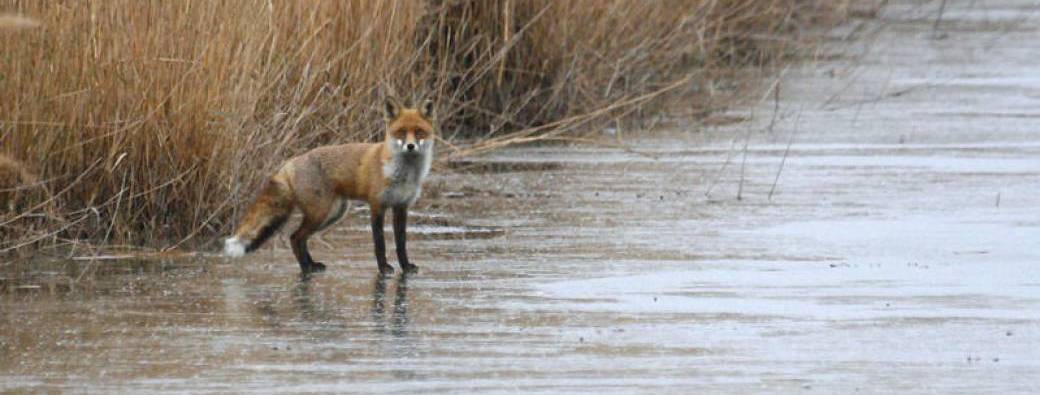 Le Renard et le Blaireau!