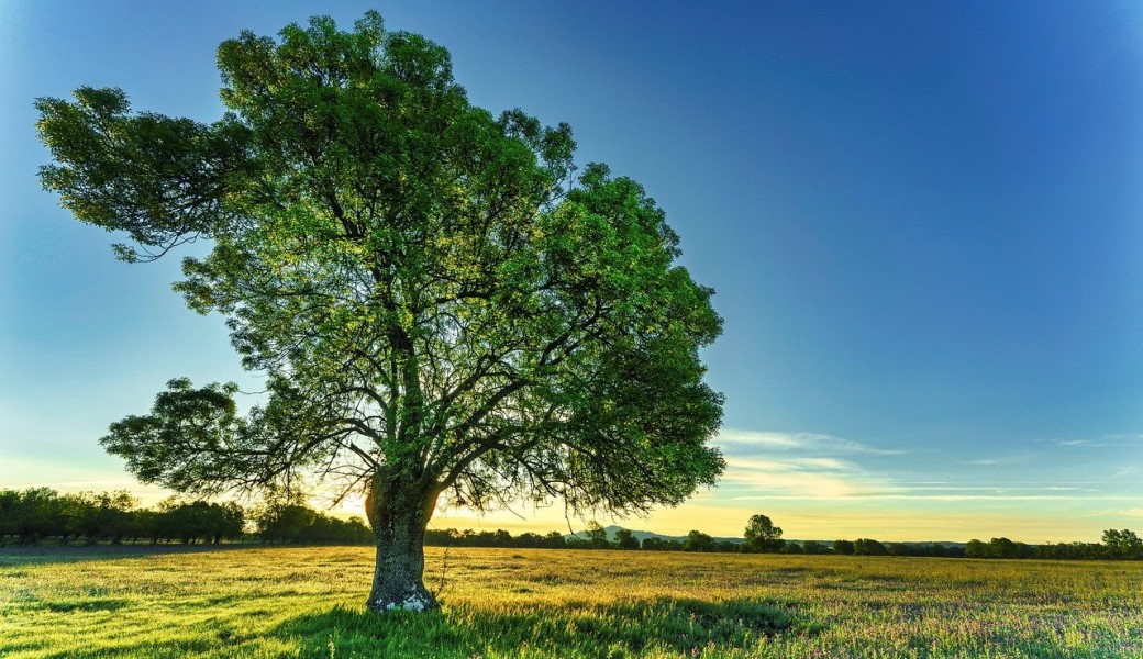 Le rôle de l'arbre au jardin