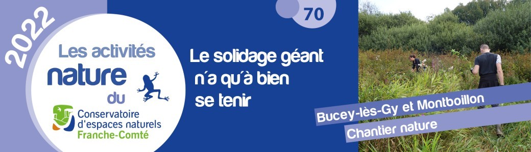 Le solidage géant n'a qu'à bien se tenir