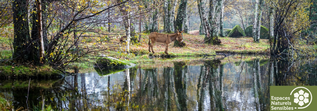 L'eau, la forêt... et l'âne