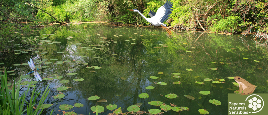 L'écosystème de la mare