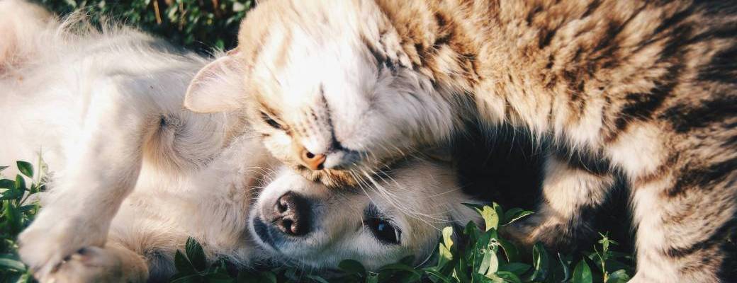 "À l'écoute de mon animal" 