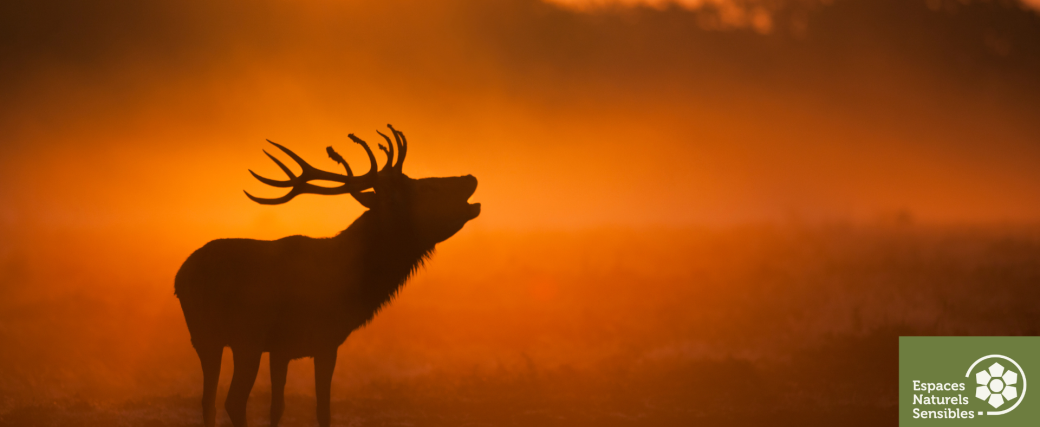 À l'écoute du brame du cerf