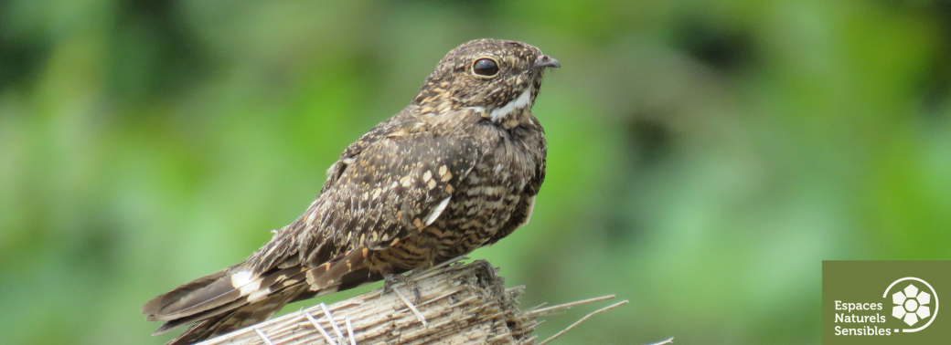 L'engoulvent, un oiseau crépusculaire