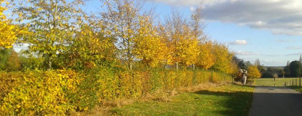 L'entretien des arbres en milieu urbain