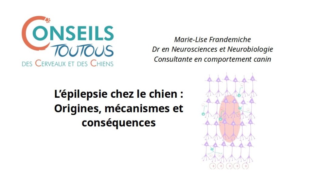 L'épilepsie chez le chien