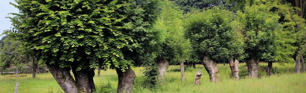 Les 1000 usages des arbres têtards