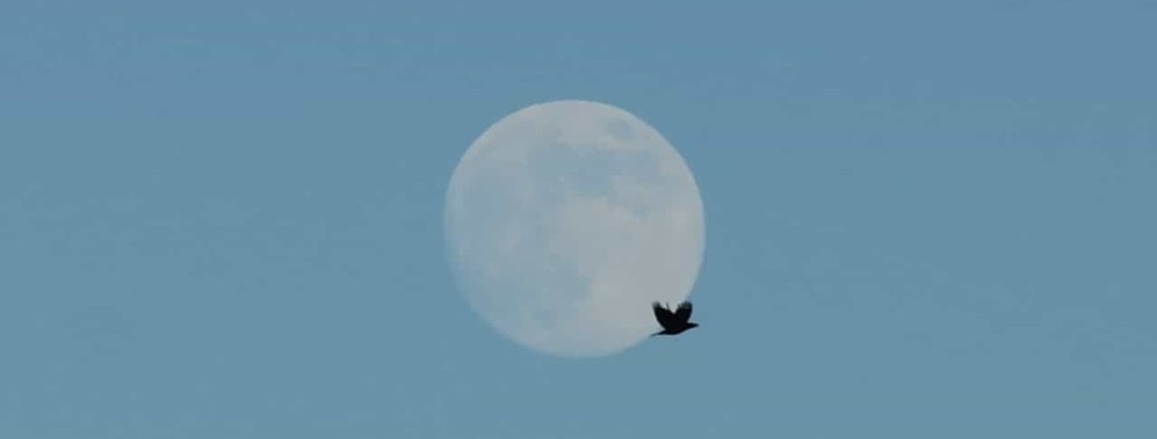 Les 13 Mères Originelles-au Coeur du Vivant