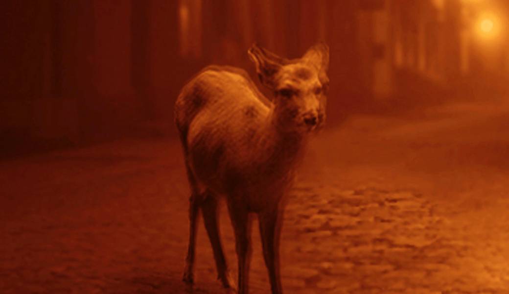 Les 198 os / Jacqueline City Tour