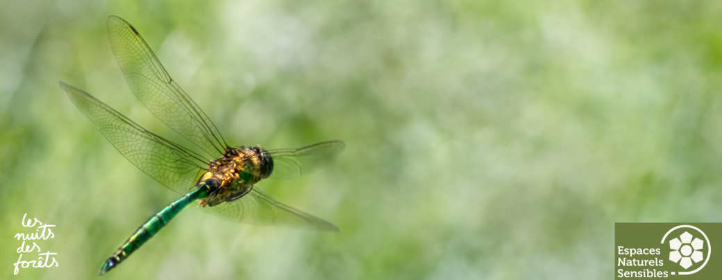 Les acrobates du ciel