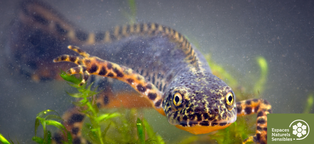 Les amphibiens de la forêt