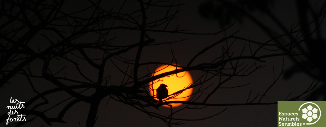 Les animaux du crépuscule