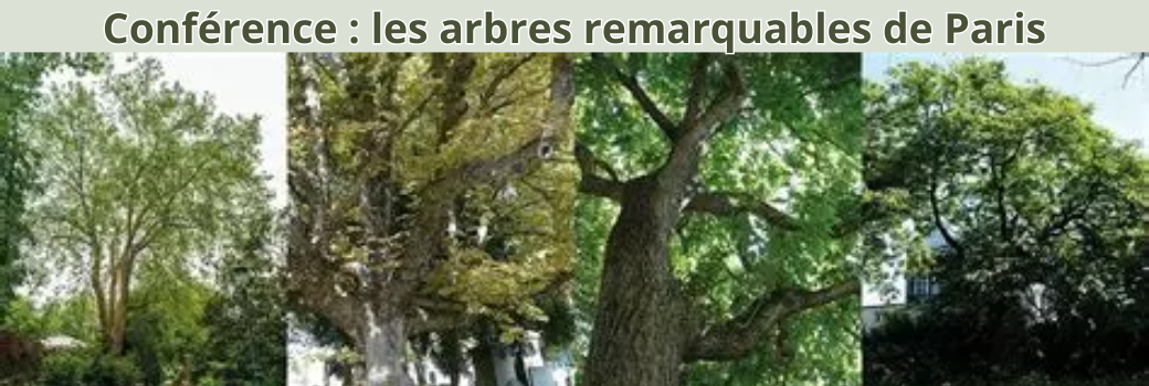 Les arbres remarquables de Paris