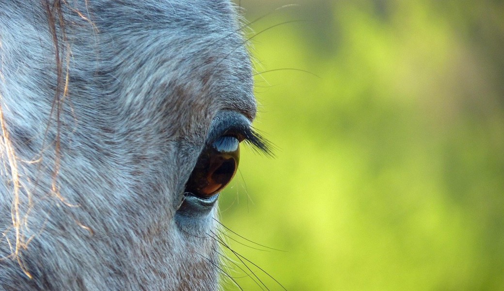 Les ateliers naturos : la gestion de l'ulcère chez le cheval