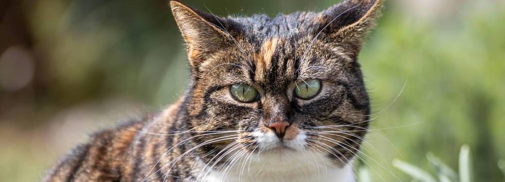 Les Ateliers Parlons Chat