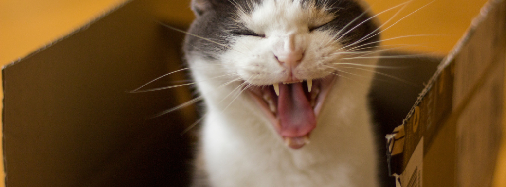 Les Ateliers Parlons Chat