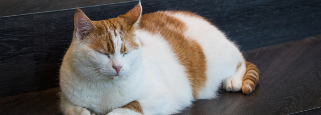 Les Ateliers Parlons Chat