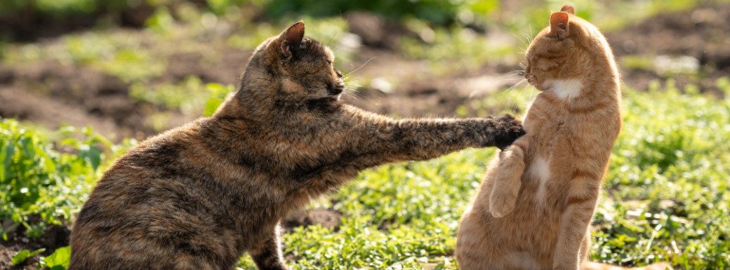 Les Ateliers Parlons Chat