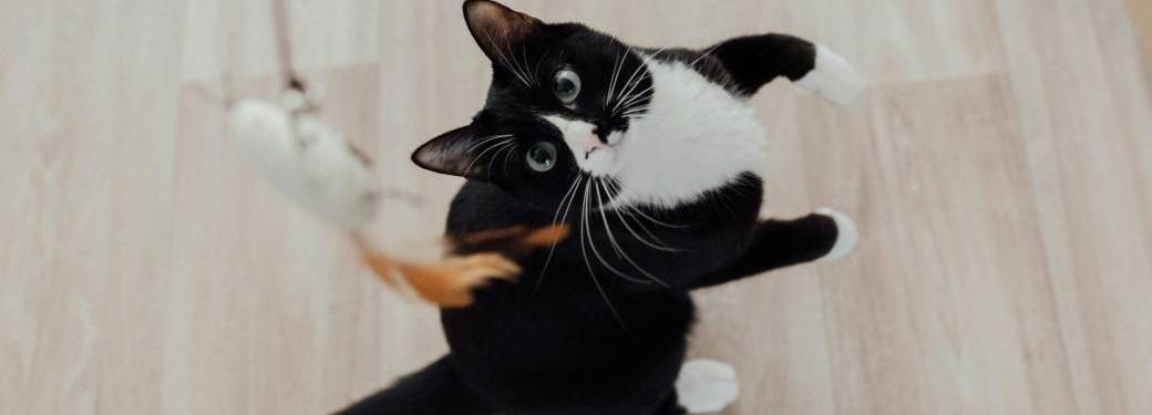 Les Ateliers Parlons Chat