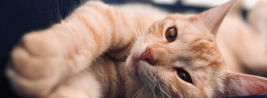 Les Ateliers Parlons Chat