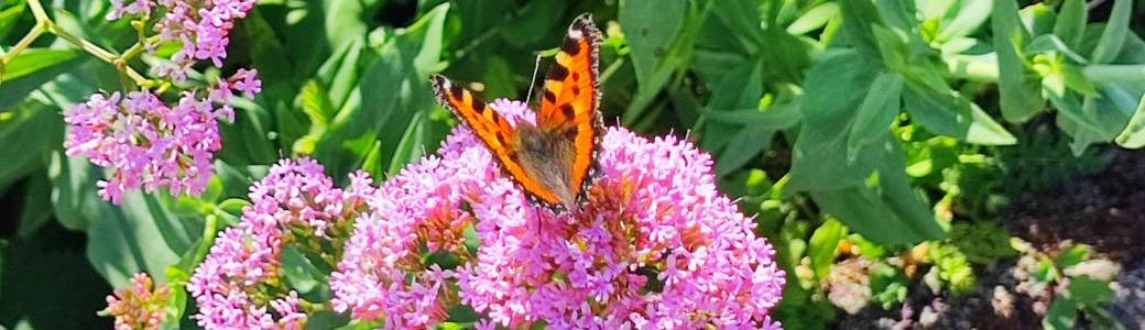 Les balades gourmandes et natures de Sophie