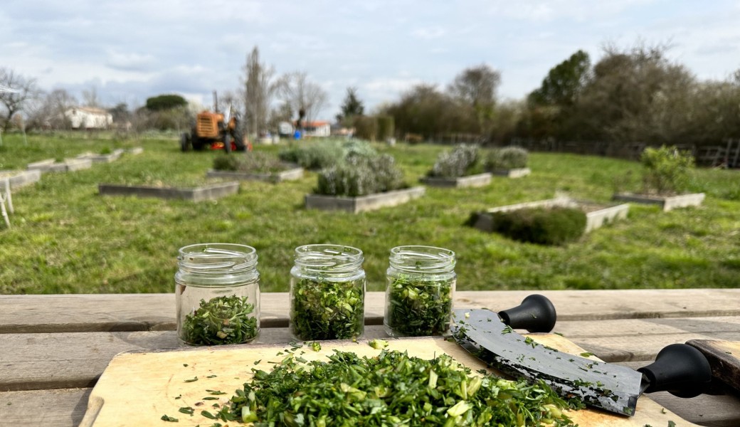 Les bases de L'HERBORISTERIE