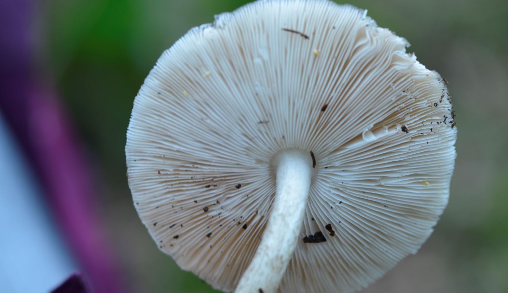 Les champignons de printemps 