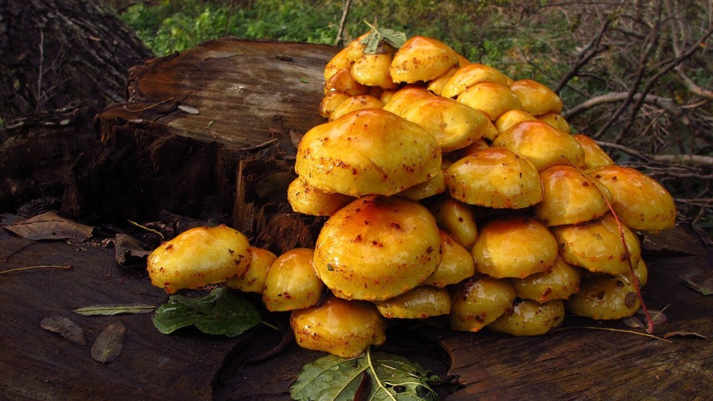 Rencontre : Les champignons, qu'ont-ils à nous apprendre ?