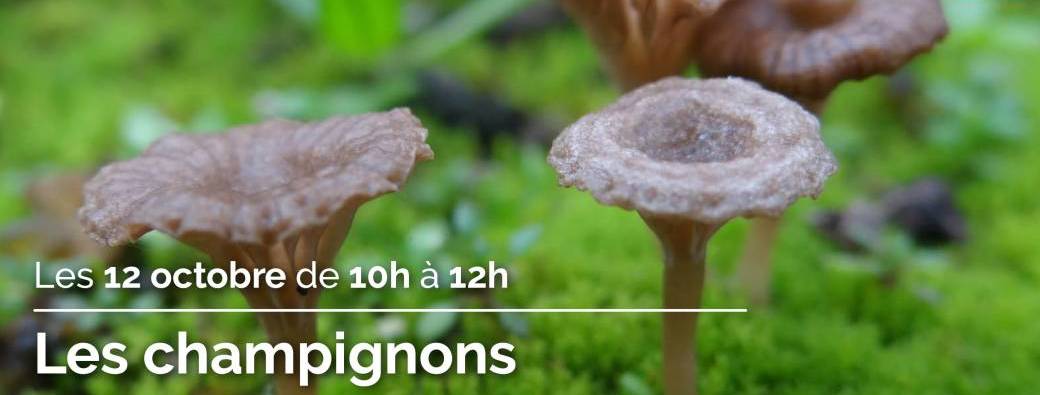 Les champignons