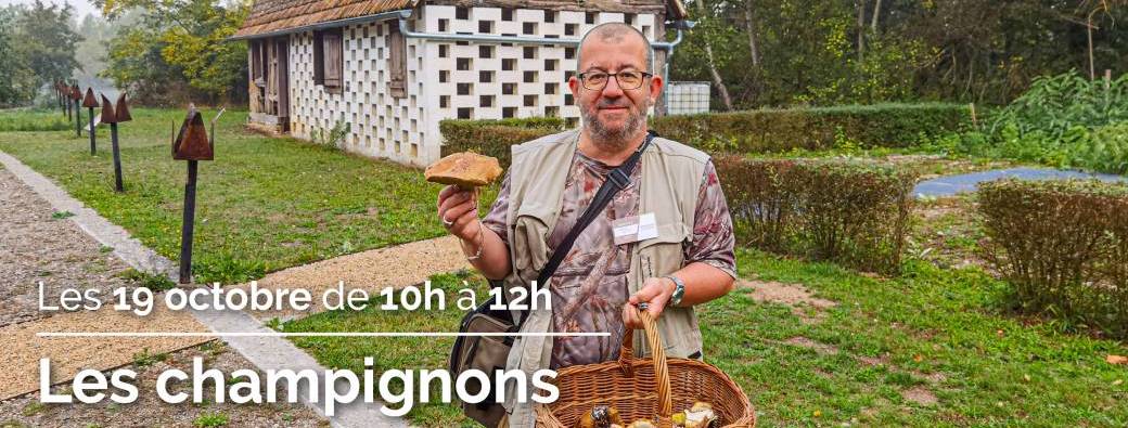 Les champignons