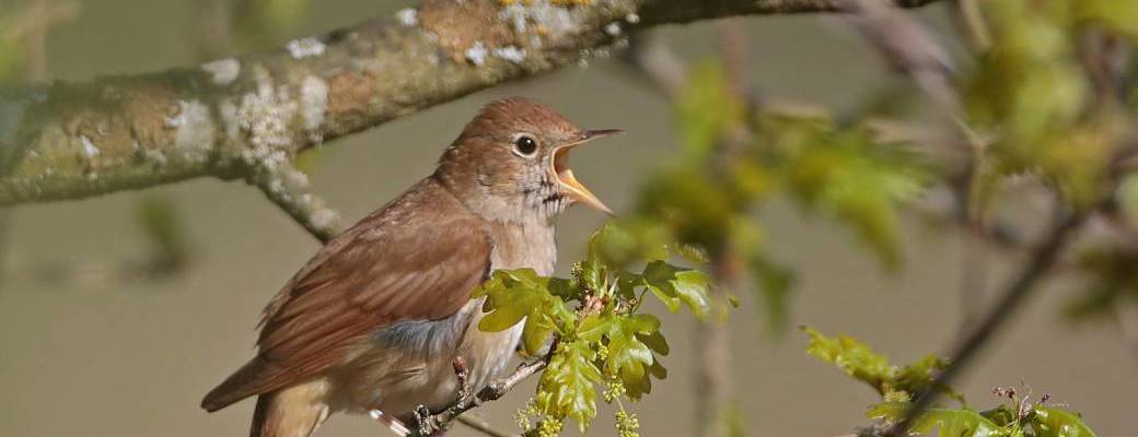 Les chants d’oiseaux