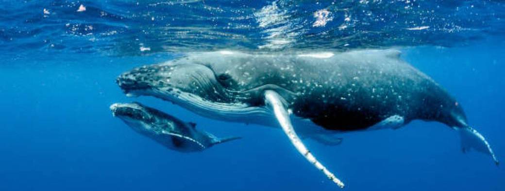 LES CHANTS DES BALEINES : DECRYPTER LEURS SECRETS AVEC L’INTELLIGENCE ARTIFICIELLE »