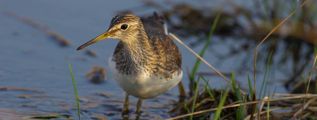 Les chants d'oiseaux