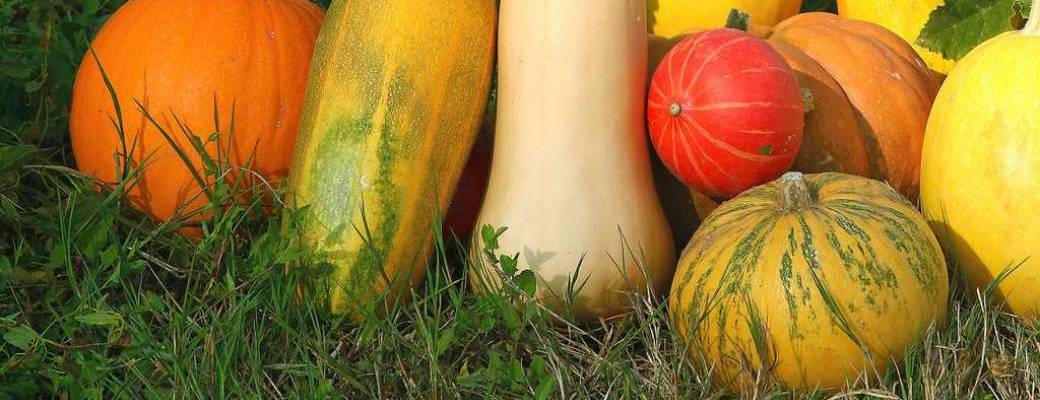 Les Citrouilles se déguisent!