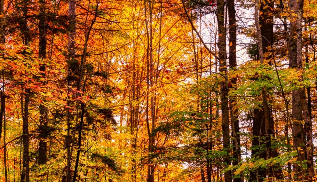 Les couleurs d'autonome : peinture végétale