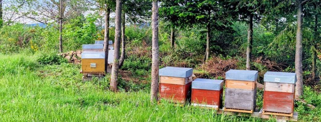 Les coulisses du terroir - Apiculteur