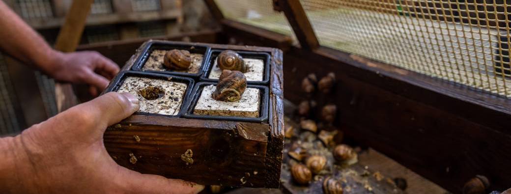 Les coulisses du terroir - Grosnescargot