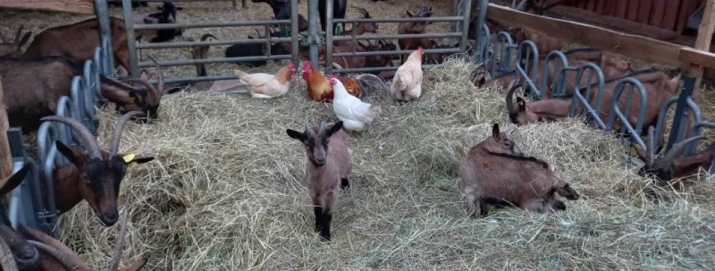 Les coulisses du terroir - Les Fermes des Bajais
