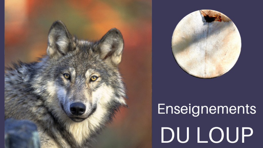 Les Enseignements du Loup