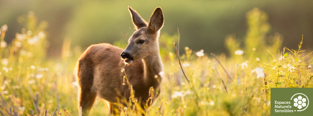 les grands mammifères