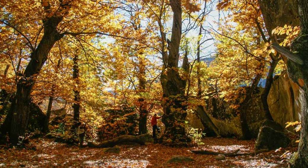 Les grès d’Annot, chambre du roi et chataîgniers