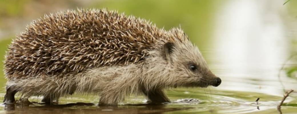 Les hérissons, c'est trop mignon !