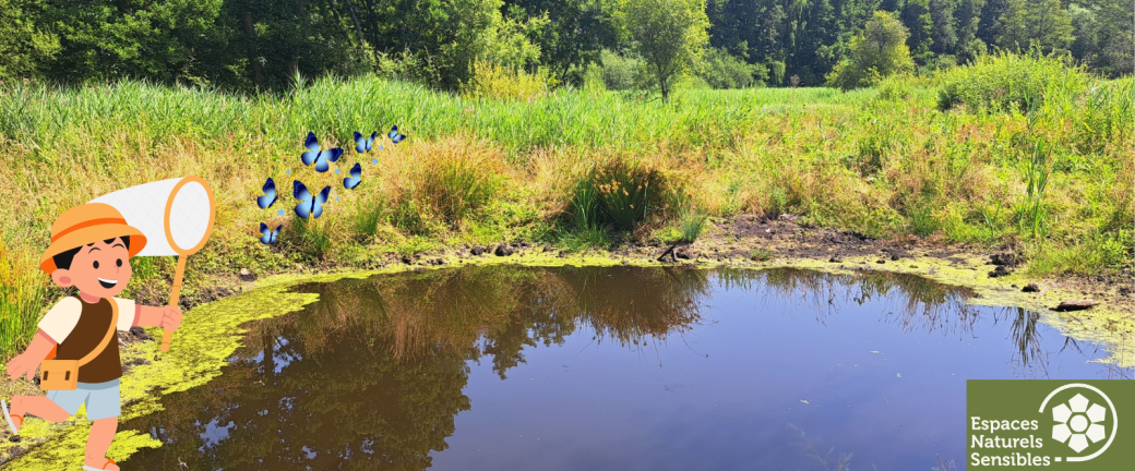 Les insectes à portée de main 