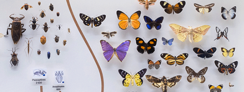 Les insectes du printemps, des papillons aux bourdons - Ateliers tandems