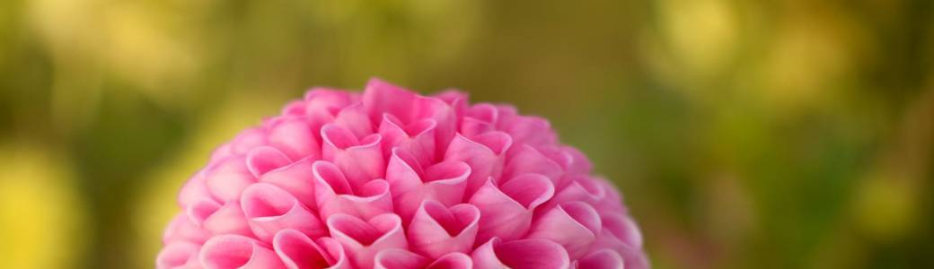 Les mamans de César