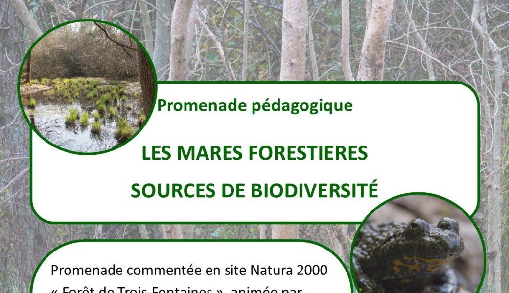 Les mares forestières de Trois-Fontaines : sources de biodiversité