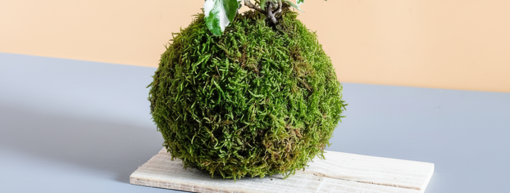 Les mercredis de la débrouille #3 Kokedama, le jardin suspendu à la mode japonaise